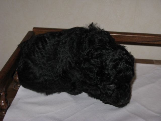 Les chiots de BIRKIN
