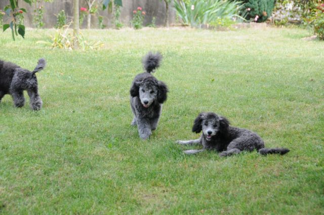 Jeux dans le jardin
