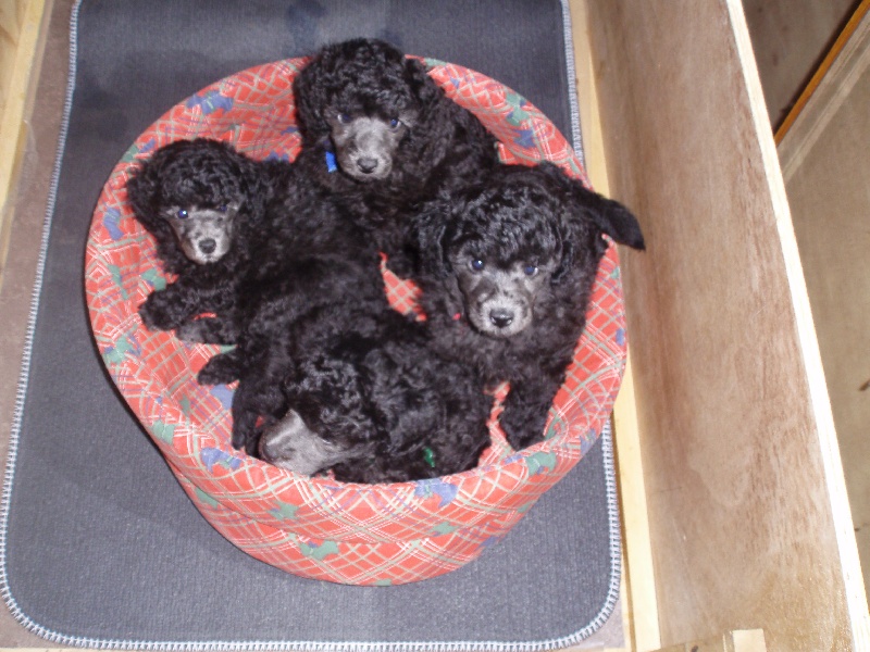 les chiots de Birkin grandissent