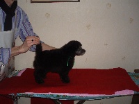 Figaro  du Domaine De Bellefeuille