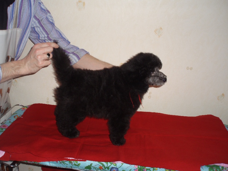 du domaine de bellefeuille - Caniche - Portée née le 15/12/2010